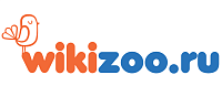 Интернет-магазин Wikizoo