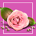 Florist: доставка цветов,подарков,магазин цветы на Старте 